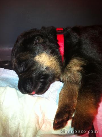 Chiots Berger Allemand LOF