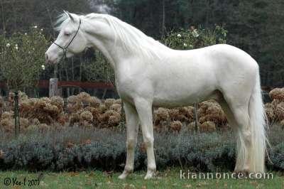 Part arabe cremello proposer pour saillies