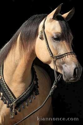 Part arabe isabelle proposer pour saillies