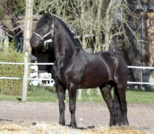Hongre frison à ceder