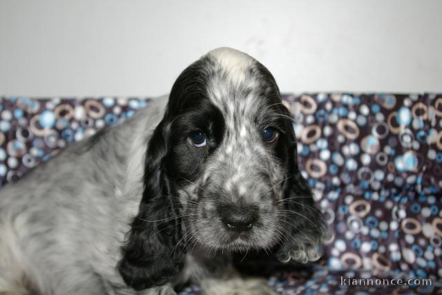 Chiots COCKER ANGLAIS non lof