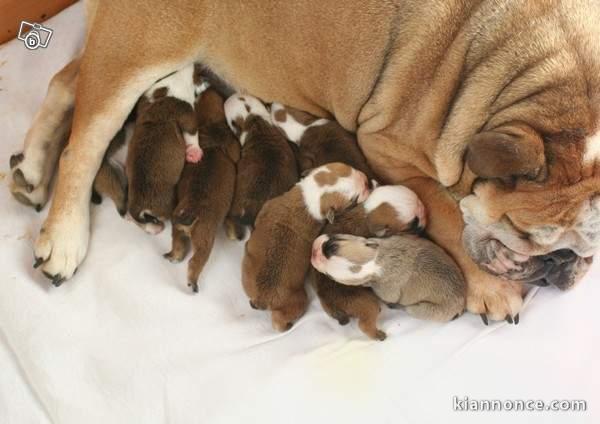 A réserver chiot bulldog anglais