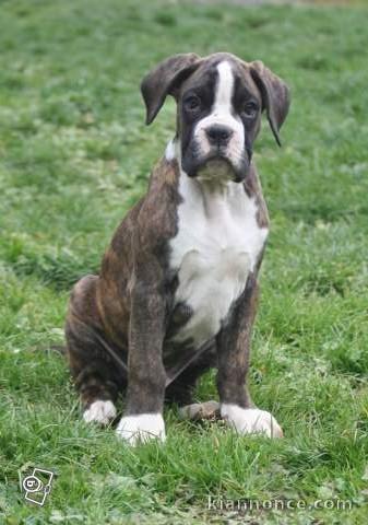 Dispo 3 bb males boxer bringés