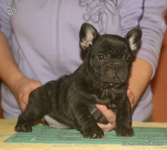Dispo 2 bébés bouledogue français