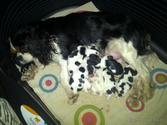 a réserver chiot cavalierking carles