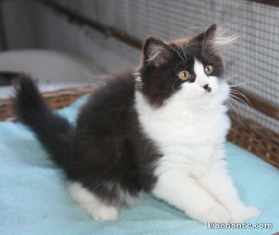 Disponible, chatonne British longhair