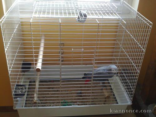 magnifique Gris du Gabon femelle 