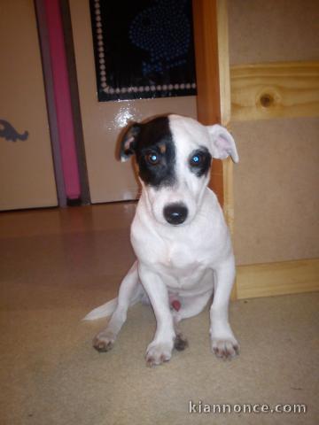 chiot Jack Russell 10 mois