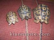 tortue de terre graeca