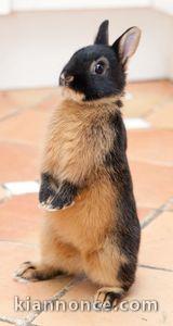 Un élevage de vrais lapins nains
