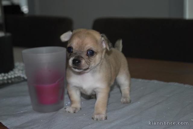 chihuahua a poils courts