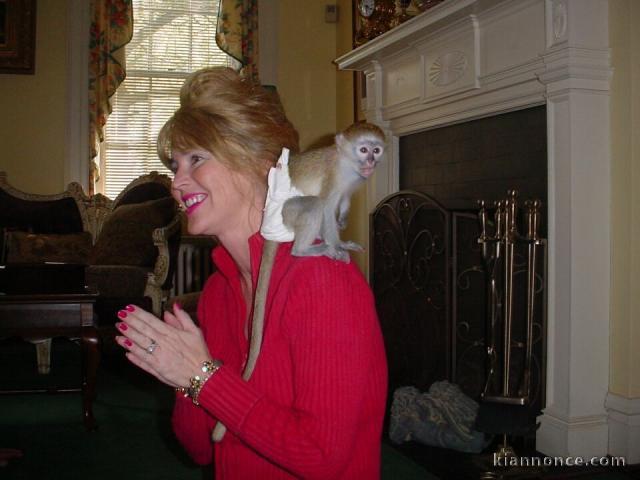 Obéissant bébé singe capucin a donner