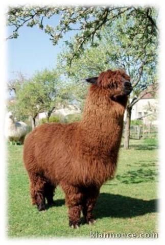 Alpaga mâle 100% chilien brun 