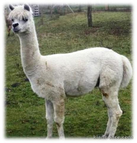 Alpaga mâle blanc 100%chilien 
