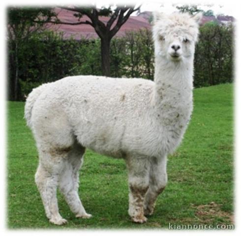 Alpaga mâle blanc 100% péruvien 