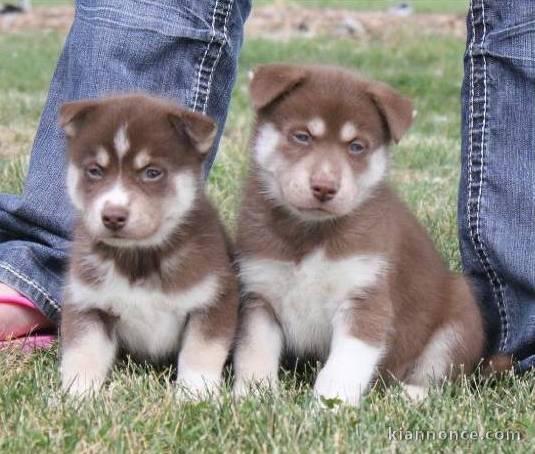 Donne mes 2 chiots husky de sibérie contre bons soins