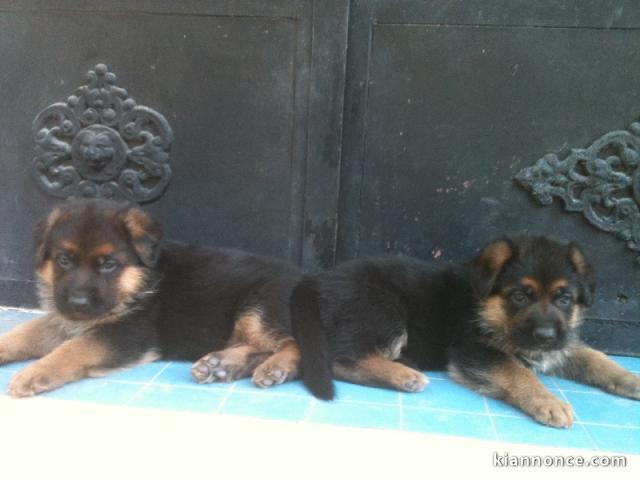 chiots type berger allemand male femelle