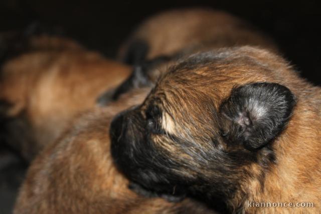 Chiots Bergers Belges Tervueren