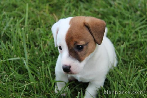 Chiots type Jack Russel