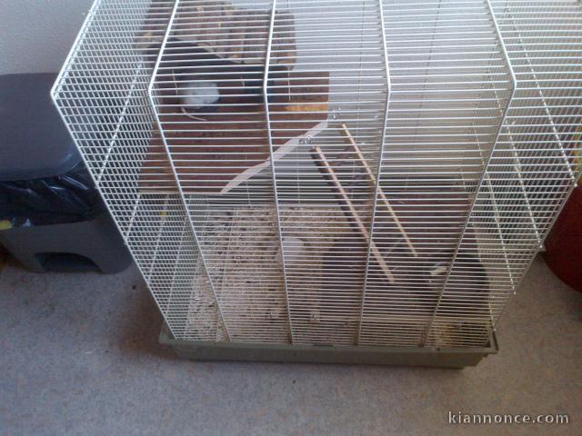 TRES URGENT DONNE 2 RATS + CAGE CASI NEUF
