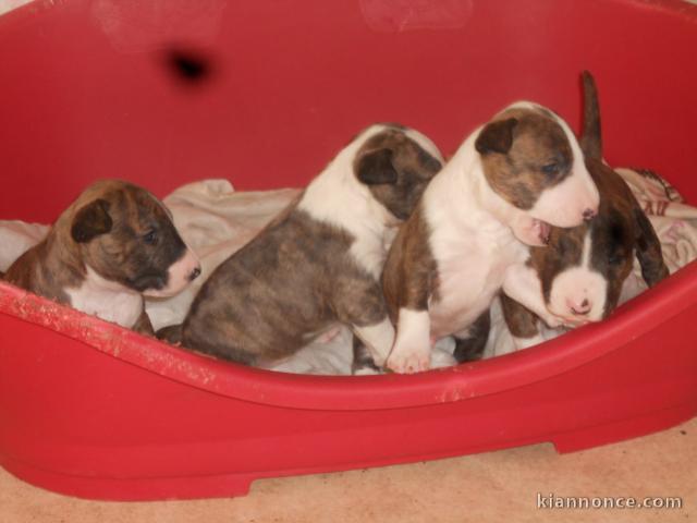  chiots bull terrier non lof