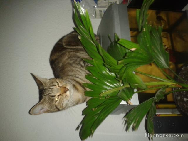 DONNE PETITE CHATTE D\