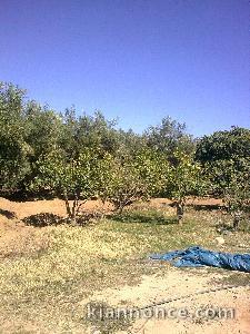 Terrain 44H région Sidi Bouatman