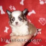 Mon joli goby male à donner