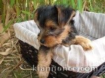 chiot Yorkshire à donner 