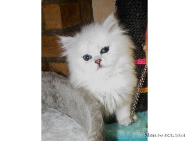 Chiot Mâle type chihuahua miniature