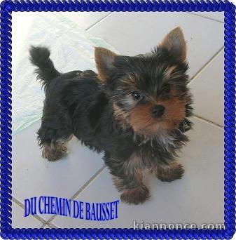 Superbes bébés Yorkshires LOF