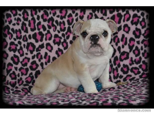 magnifique chiot bouledogue anglais lof mâle