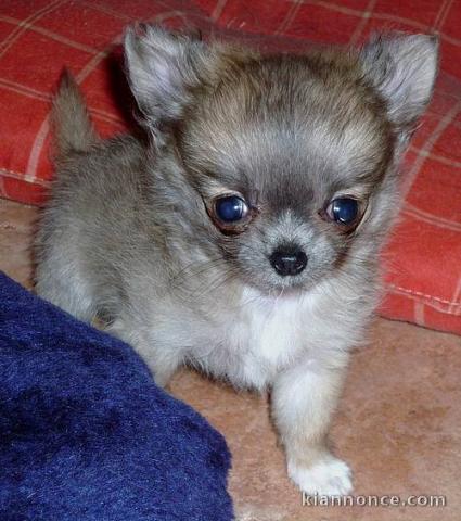 Magnifique femelle type chihuahua poil long non lof 