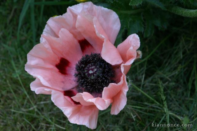 PAPY MAMY DE COEUR  EN RECHERCHE sur le 77