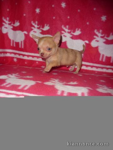 A donner  Joli Chihuahua