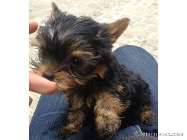 magnifique chiot miniature yorkshire non lof