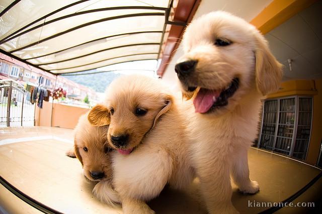 CHIOTS TYPE GOLDEN RETRIEVER