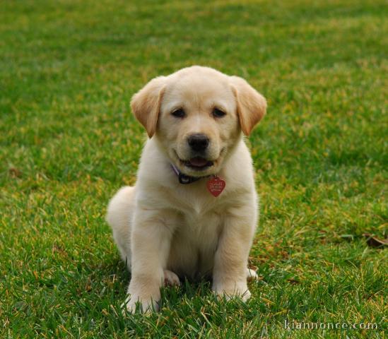 CHIOTS LABRADOR RETRIEVER