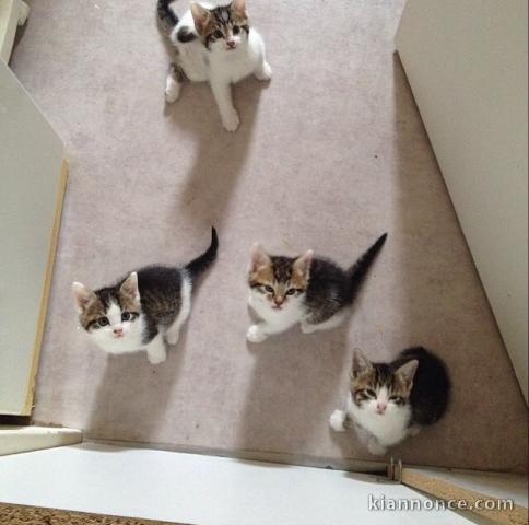 Bébés chatons type européen