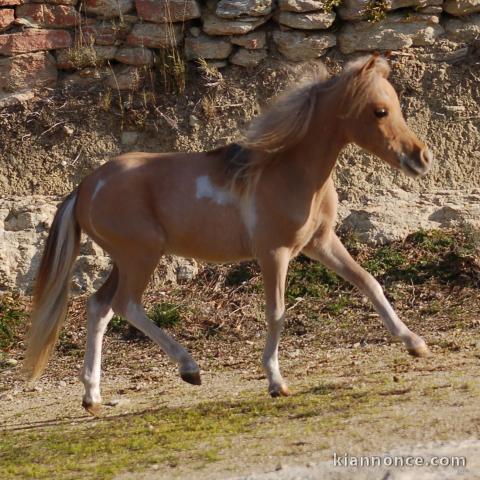 Joli cheval miniature AMHA