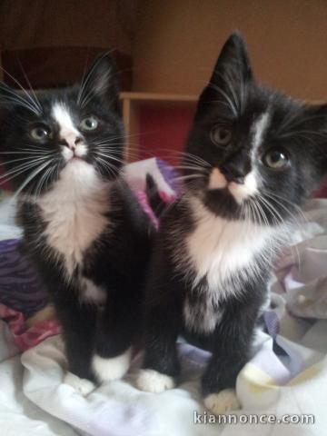 chatons pret a partir