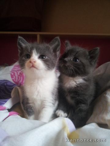 Jolie chaton a réservé