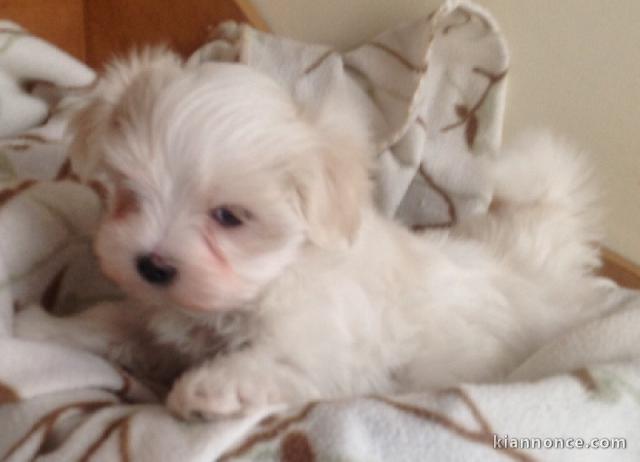 Adorables BB bichon maltais lof a donner