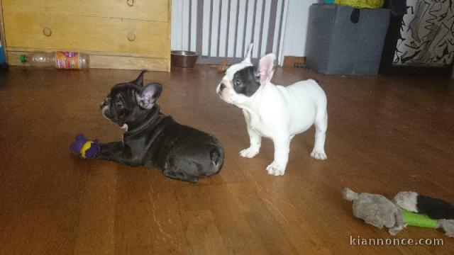 Chiots bouledogue francais a donner