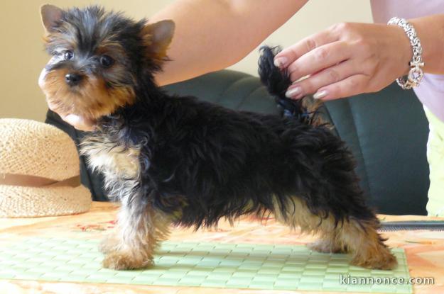 Très jolis Bébés Yorkshire Terrier
