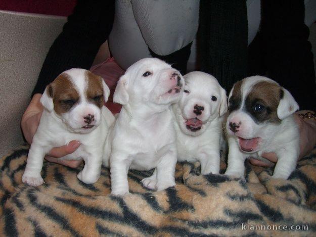 Sublimes  Chiots Jack Russel