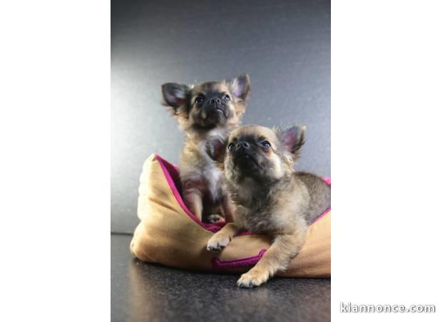 Chiots chihuahuas minis poils longs
