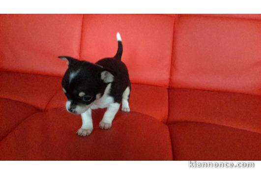 Petit chihuahua blanc et noir