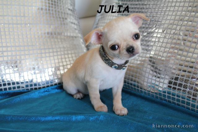  Magnifique chiot Chihuahua  Femelle a donner