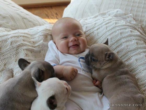 Chiots Bouledogue Francais Lof